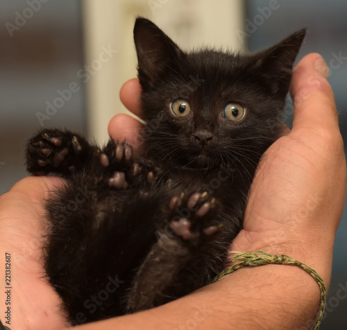 little black kitten photo