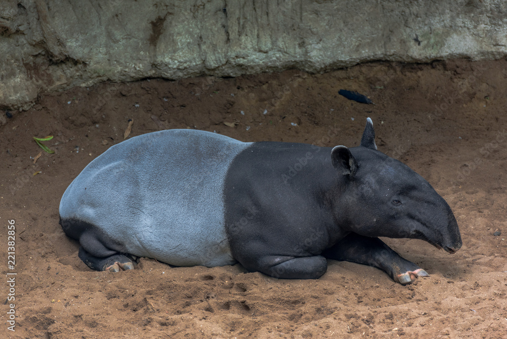 Two Toned Tapir Sitting on the Ground Two Toned Tapir Sitting on the Ground