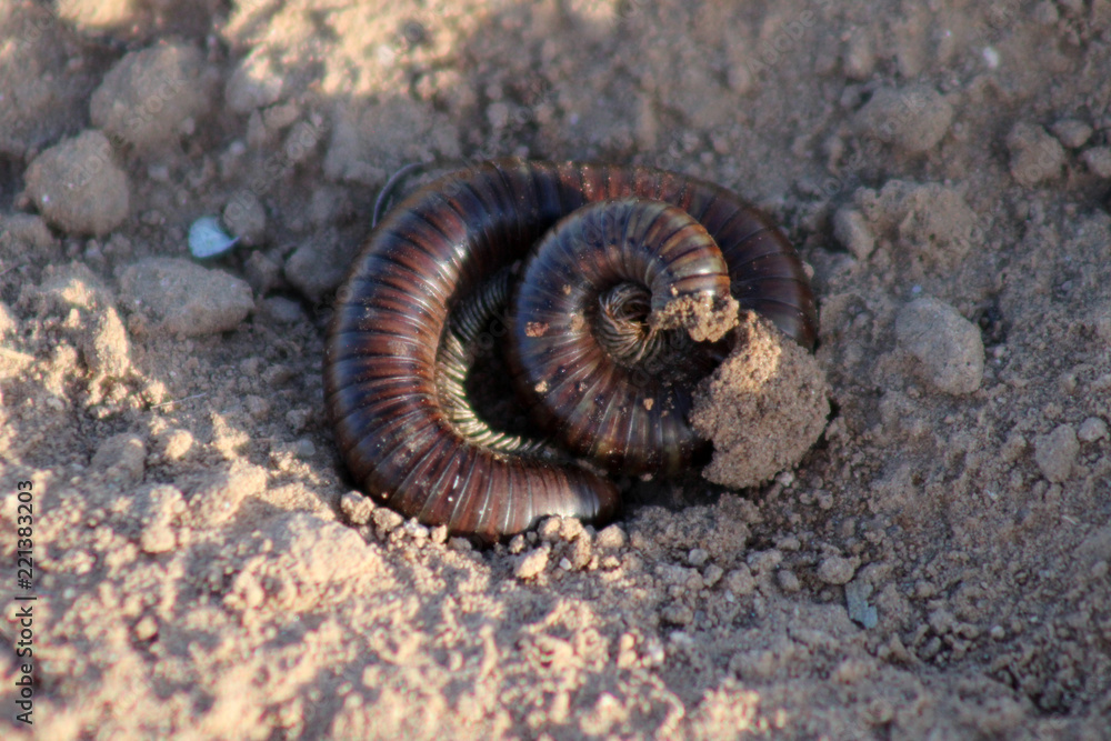 milpies chihuahua desierto milpies chihuahua desierto