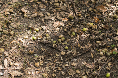 Fallen acorns on the way.