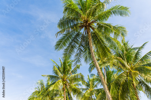 Coconut palm tree with blue sky sunshine day