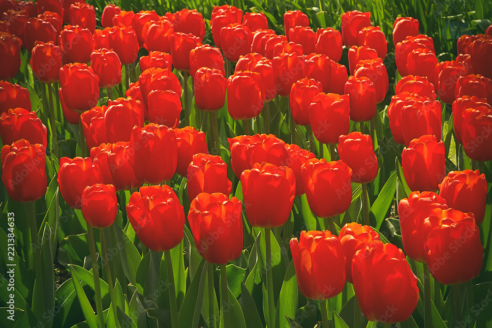Field of red tulips in flower garden, beautiful springtime background Field of red tulips in flower garden, beautiful springtime background
