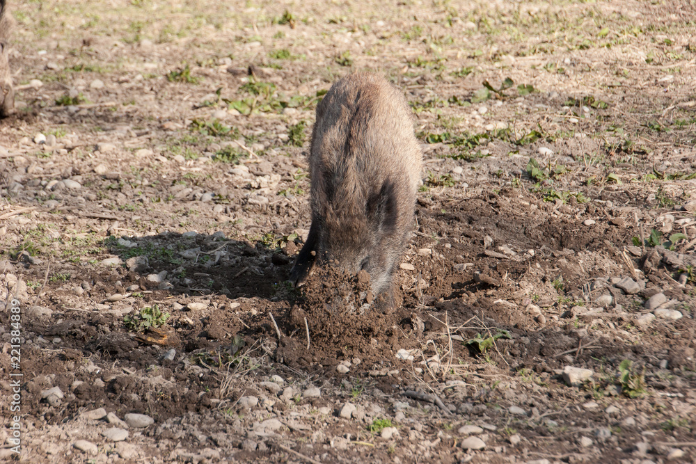 Fototapeta premium Wildschwein gräbt in Erde