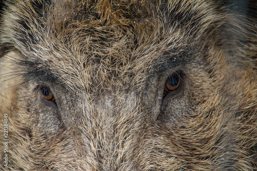 Wildschwein Portrait Gesicht