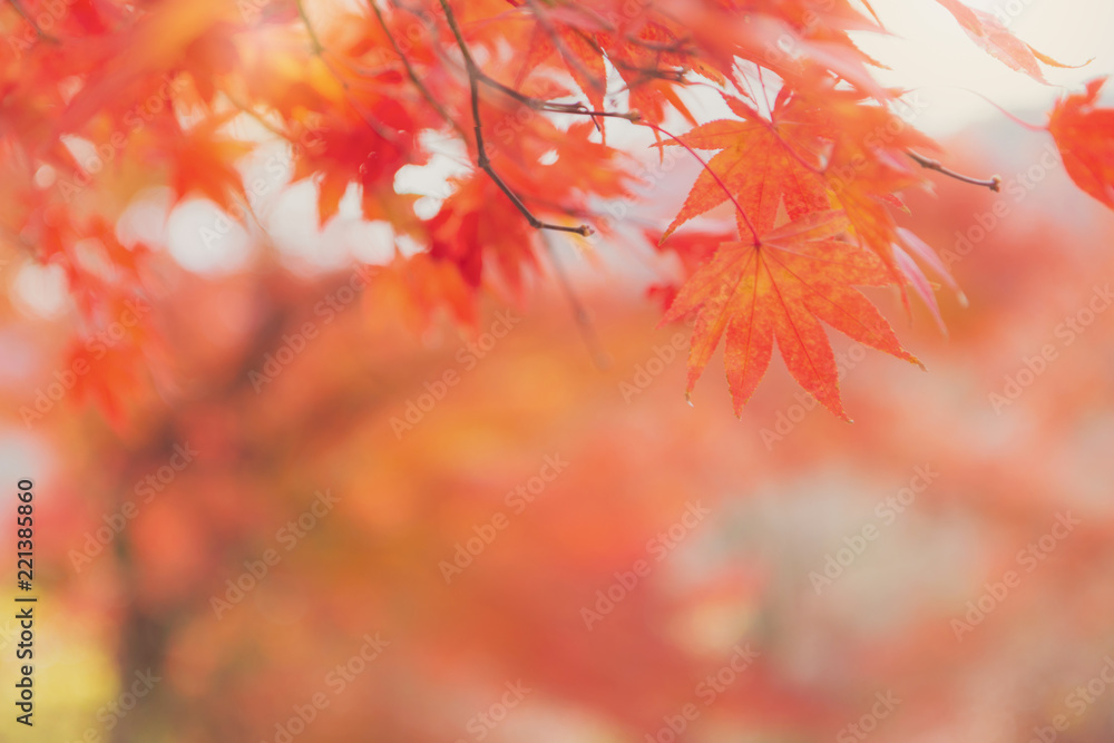 Abstract blurred golden autumn tree and red maple leaves in the park background. Abstract blurred golden autumn tree and red maple leaves in the park background.