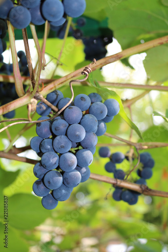 Isabella is an American grape variety, a natural hybrid (Vitis labrusca Vitis vinifera)
