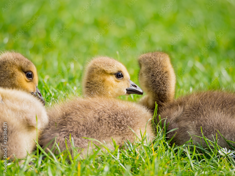 Close up shot of cute baby Canada Goose Close up shot of cute baby Canada Goose