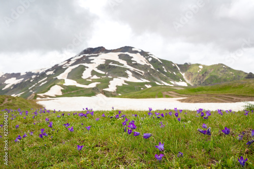purple alpine flower on background mountain with snow