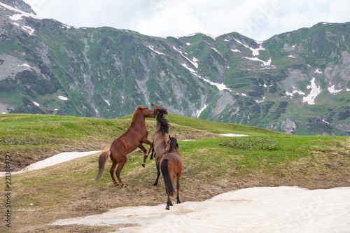 horses on gorge on background mountain with snow