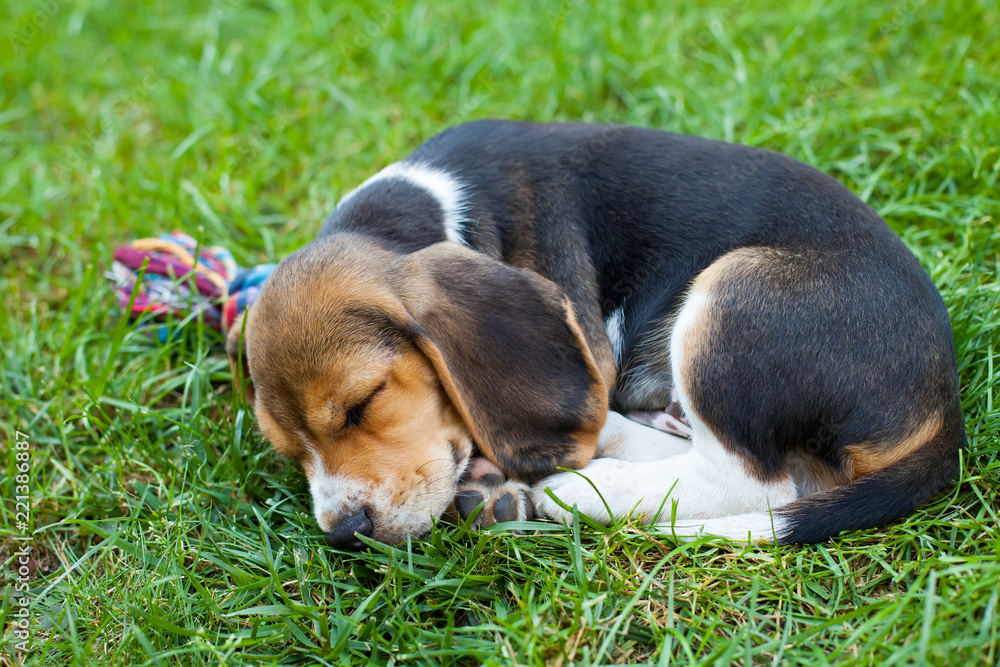 Cute beagle puppy on the grass
