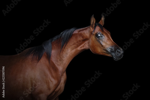 Portrait of a beautiful bay arabian horse isolated on black background © Svetlana