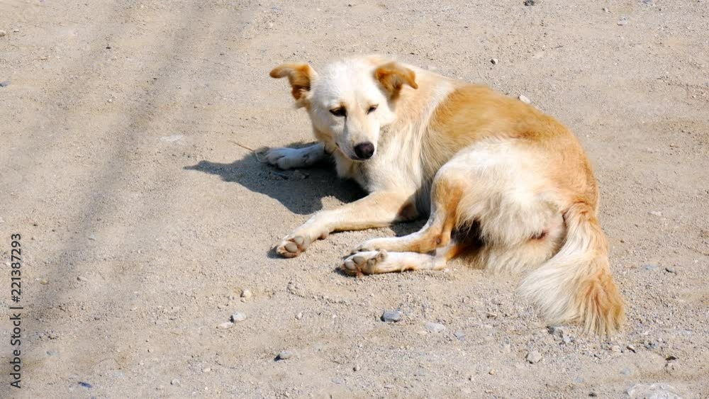 Brown dog lying on ground under hot sunlight Brown dog lying on ground under hot sunlight