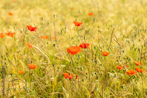 red poppy flower field