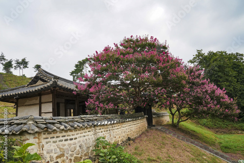 배롱나무 꽃이 핀 한국의 전통 가옥의 풍경