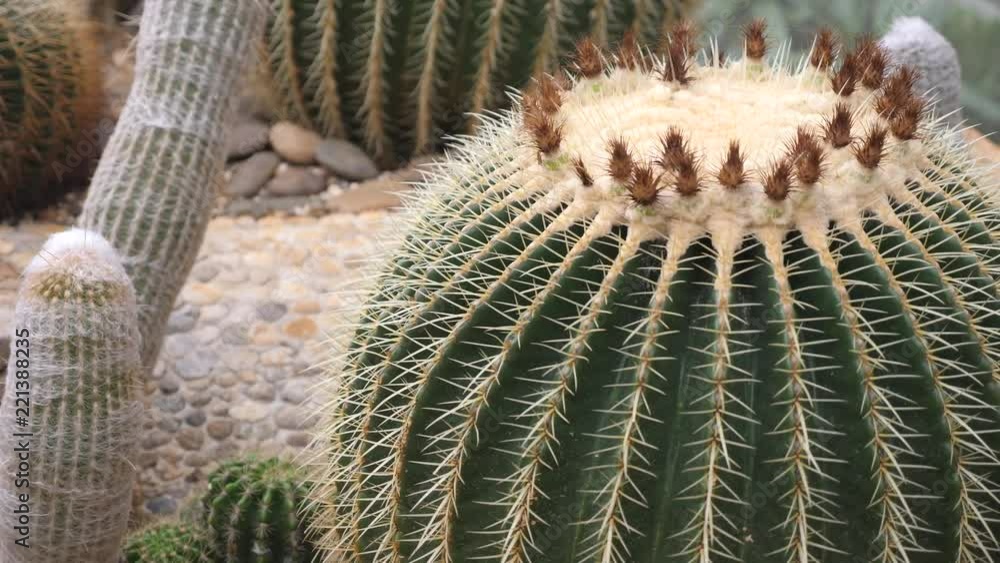 Echinocactus grusonii Echinocactus grusonii