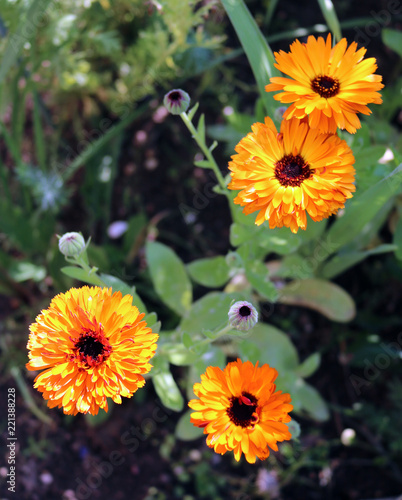 Calendula or Nails medicinal and ornamental plants
