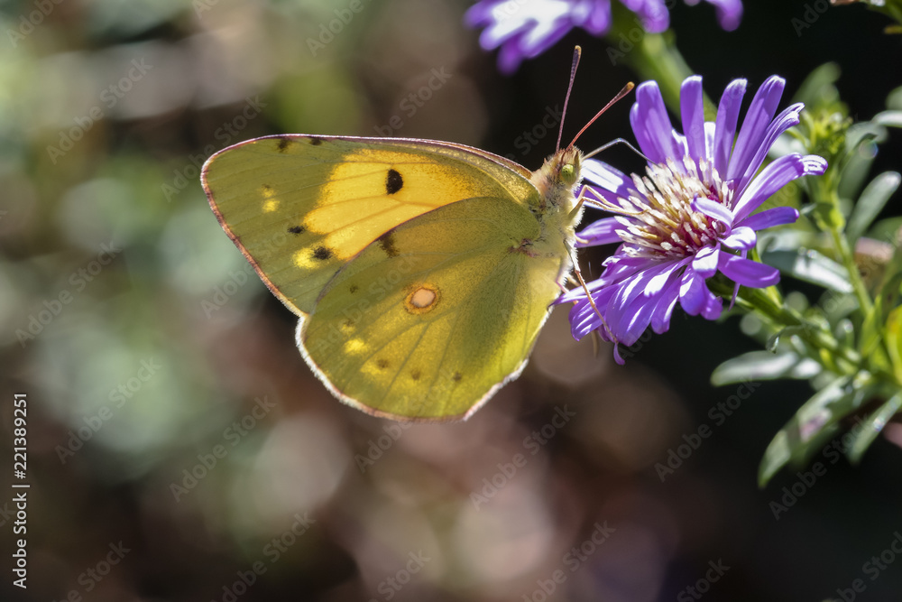 colias eurytheme colias eurytheme