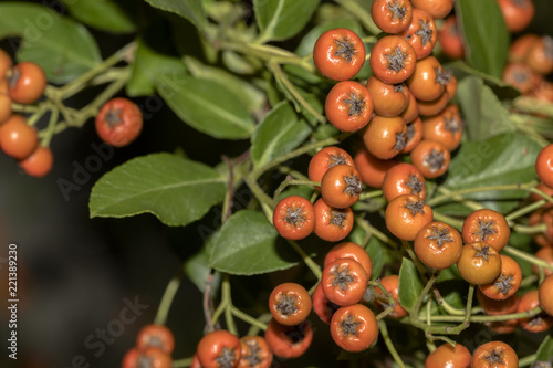 bacche rosse photo