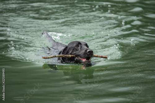 A black Labrador Retriever is swimming in the water
