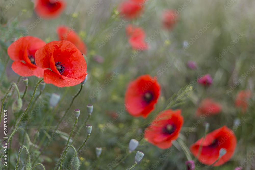 Obraz premium Closeup of red poppies (Papaver rhoeas). red poppy flowers - Papaveraceae Papaver rhoeas