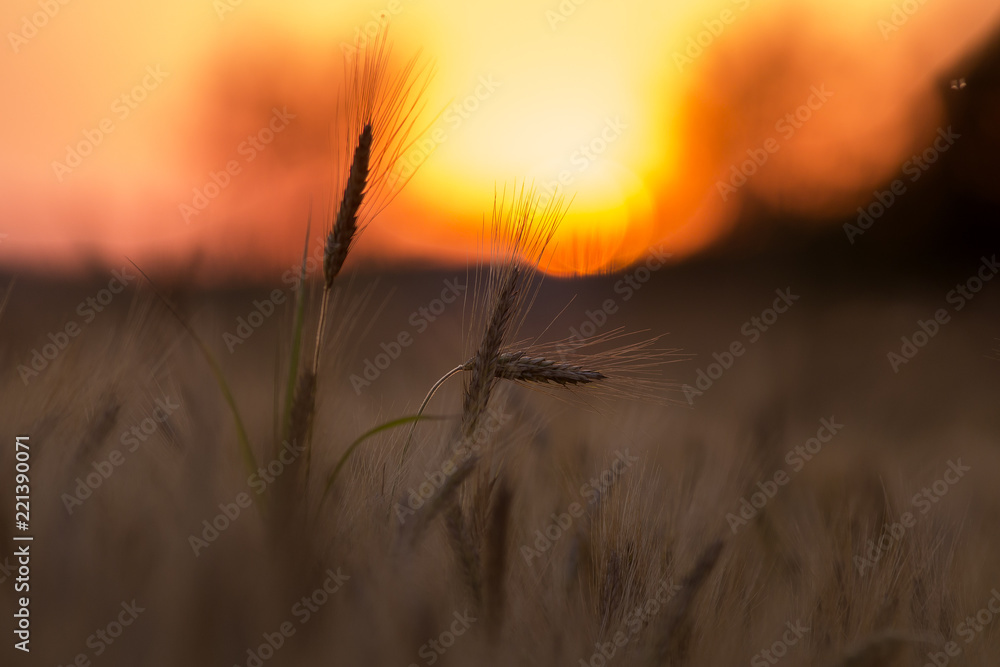 rye flakes on the background of the sun. Early in the morning. A field of ripe rye against the rising sun. rye flakes on the background of the sun. Early in the morning. A field of ripe rye against the rising sun.