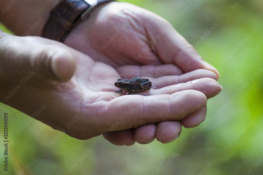 Obraz premium European common brown frog in the palm of hand. European grass frog