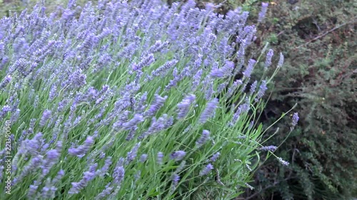 Blooming Lavender (Lavandula stoechas) on strong wind. Patagonia photo