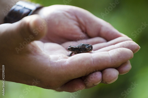 European common brown frog in the palm of hand. European grass frog