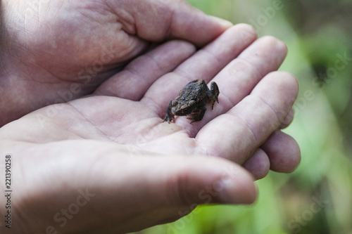 European common brown frog  in the palm of hand. European grass frog © Lidia_Lo
