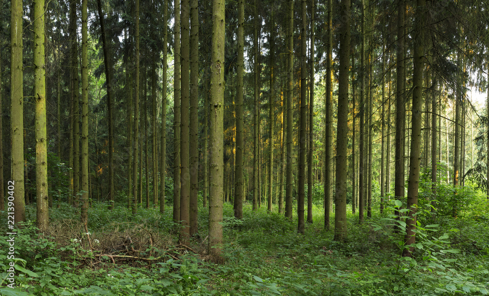 spruce forest in the plain. artificial spruce forest spruce forest in the plain. artificial spruce forest