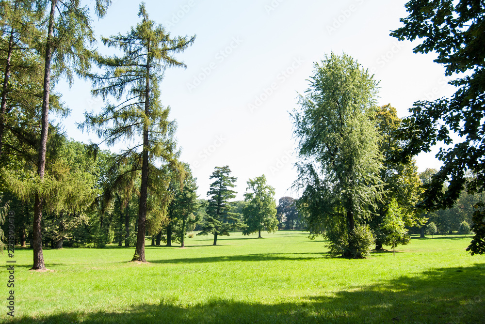 A view of the clearing with trees in the park.