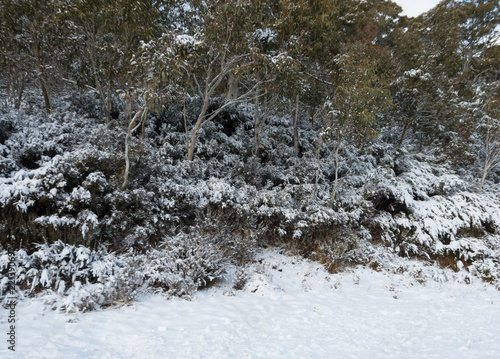 Australian bush covered in snow