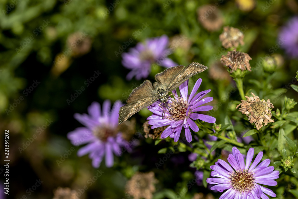 Obraz premium macro farfalla