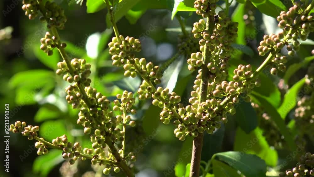 Green fruits on the Yerba Mate shrub (Llex paraguariensis). Green fruits on the Yerba Mate shrub (Llex paraguariensis).