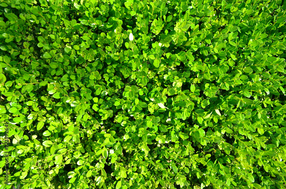 Green leaves background.Macro. View to bush above. Beautiful ligth. Summer in Istanbul. Nature baground/texture Green leaves background.Macro. View to bush above. Beautiful ligth. Summer in Istanbul. Nature baground/texture