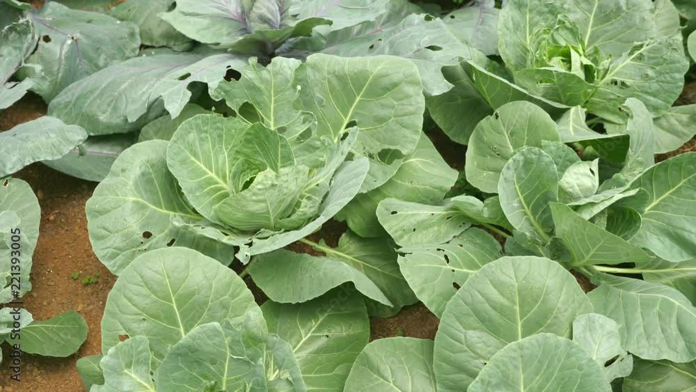Dolly shot of cabbage from left to right.Green vegetable garden. Dolly shot of cabbage from left to right.Green vegetable garden.