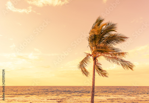 One palm tree on beach next to ocean in sunset Sunshine Coast,Australia, Queensland