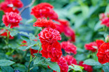 Flowers of a red rose blooming in an open garden.