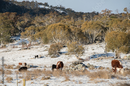 Australian Cattle grazing in snowy field
