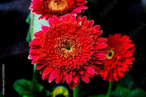   Red Barberton Daisies on a black background