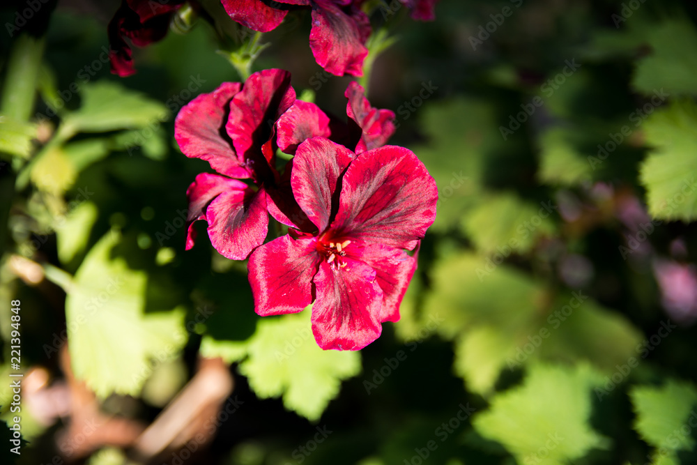 Obraz premium Beautiful deep red flower