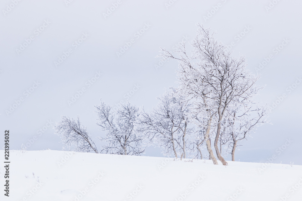 Snow and frost covered trees in a white landscape in Beitostølen Norway Snow and frost covered trees in a white landscape in Beitostølen Norway