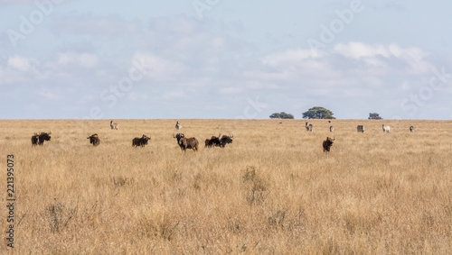 Black Wildebeest