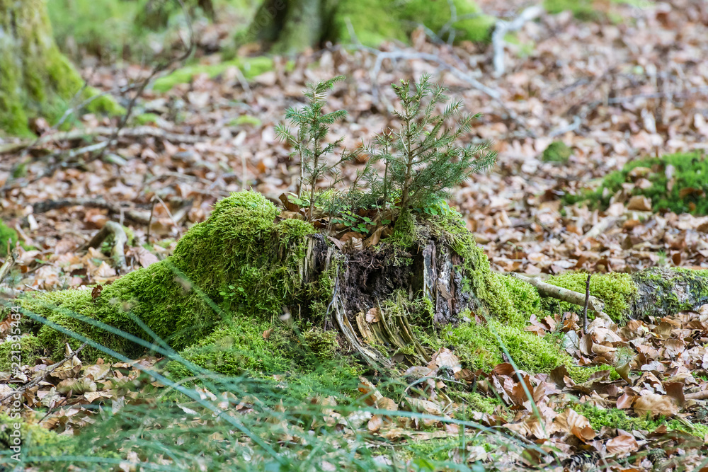 Jungpflanzen wachsen aus verrottendem Baumstubben Jungpflanzen wachsen aus verrottendem Baumstubben