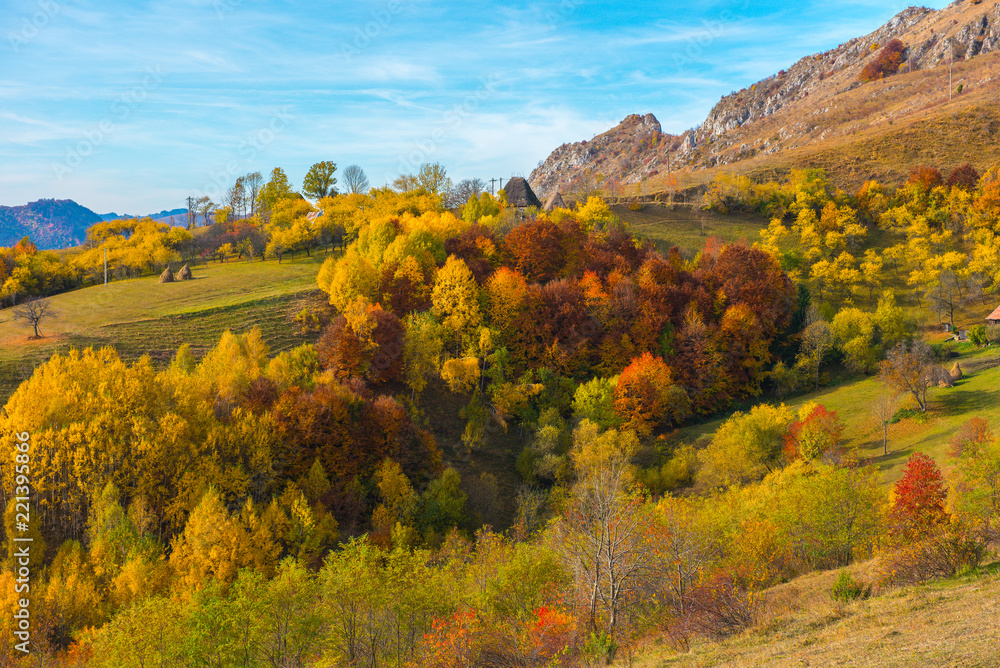 Fototapeta premium Autumn trees in the forest