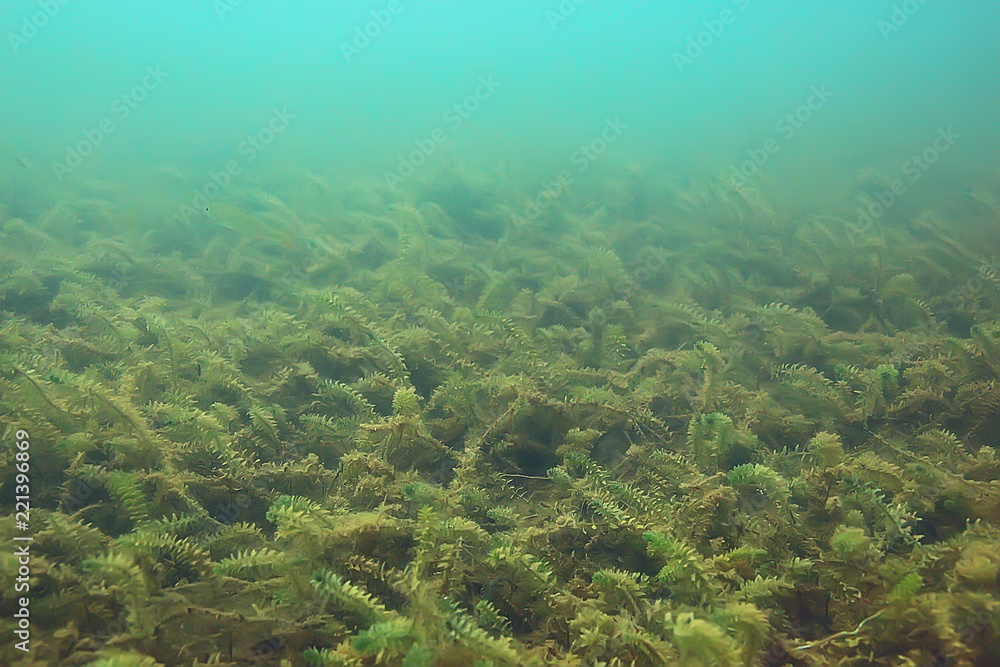 Fototapeta premium ecosystem underwater pond / landscape underwater photo diving in fresh water, green world algae and fish in river depth