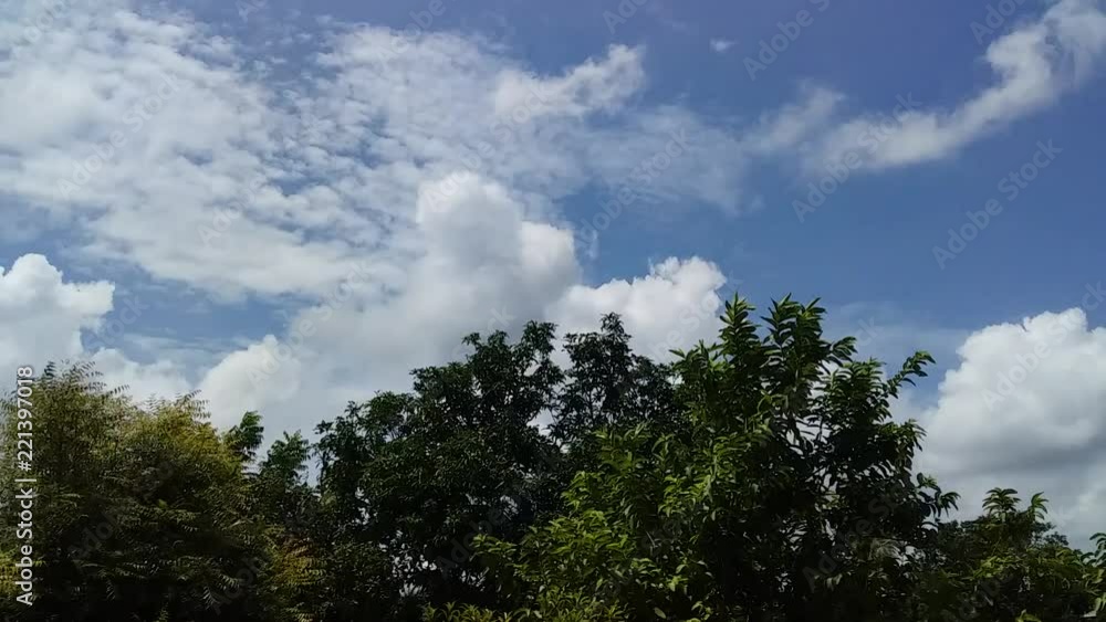 trees and blue sky trees and blue sky