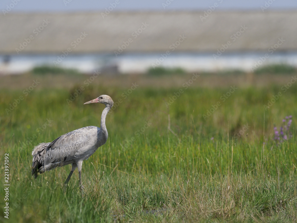 Obraz premium Common crane, Grus grus