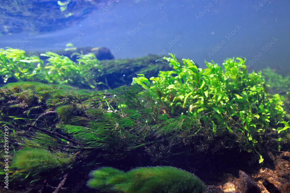 algae in the ocean underwater photo / landscape ecosystem of the ocean, green algae underwater