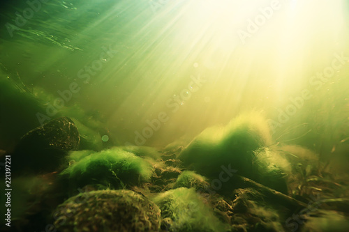 underwater freshwater green landscape   underwater landscape of the lake ecosystem  algae  green water  fresh water